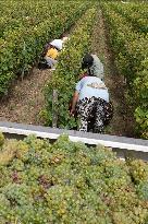 FRANCE-BORDEAUX-GRAPES-HARVEST
