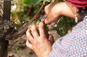 FRANCE-BORDEAUX-GRAPES-HARVEST