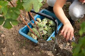 FRANCE-BORDEAUX-GRAPES-HARVEST
