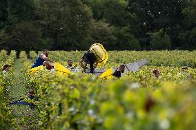 FRANCE-BORDEAUX-GRAPES-HARVEST
