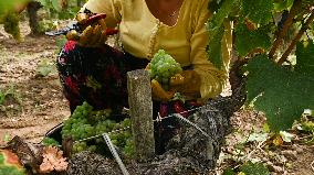 FRANCE-BORDEAUX-GRAPES-HARVEST