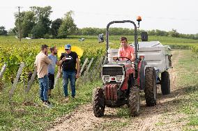 FRANCE-BORDEAUX-GRAPES-HARVEST