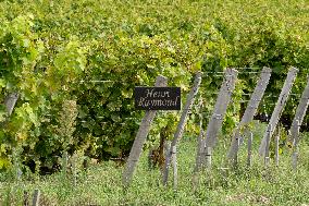 FRANCE-BORDEAUX-GRAPES-HARVEST