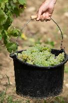 FRANCE-BORDEAUX-GRAPES-HARVEST