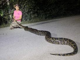 Invasive Pythons Impact Florida Ecosystems