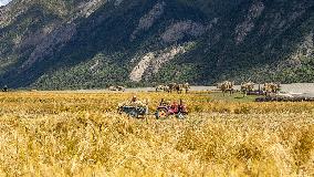 CHINA-TIBET-RA'OG TOWN-HARVEST (CN)