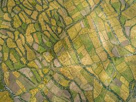 CHINA-TIBET-RA'OG TOWN-HARVEST (CN)