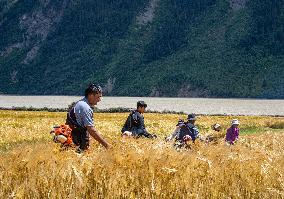 CHINA-TIBET-RA'OG TOWN-HARVEST (CN)