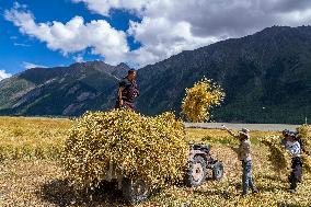 CHINA-TIBET-RA'OG TOWN-HARVEST (CN)