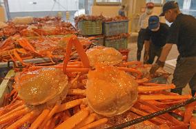 Red snow crab catch in western Japan
