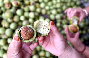 Walnut Industry Chain in Handan