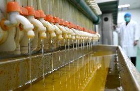 Walnut Industry Chain in Handan