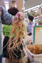 SOUTH KOREA-GEUMSAN-GINSENG