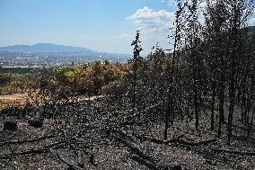 Aftermath Of The Forest Fire In Mount Parnitha Overlooking Athens