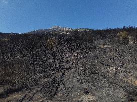 Aftermath Of The Forest Fire In Mount Parnitha Overlooking Athens