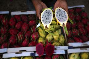 Harvesting 'dragon Fruit' In Gaza