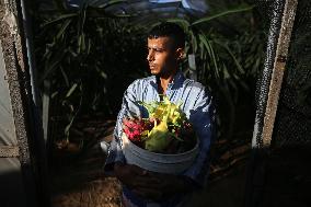 Harvesting 'dragon Fruit' In Gaza