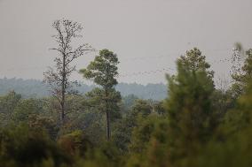 Large Wildfire Tears Through Walker County, Texas