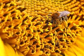 Honeybee Collects Pollen From A Sunflower