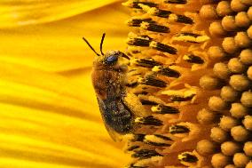 Honeybee Collects Pollen From A Sunflower
