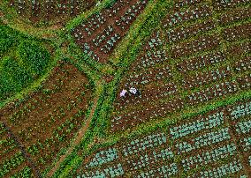 Cabbage Farmers In Sri Lanka