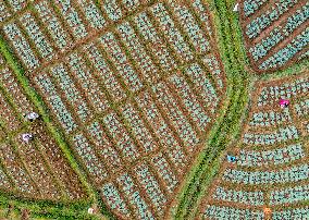 Cabbage Farmers In Sri Lanka