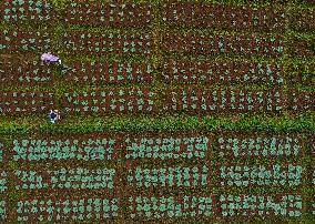 Cabbage Farmers In Sri Lanka