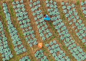 Cabbage Farmers In Sri Lanka