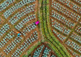 Cabbage Farmers In Sri Lanka