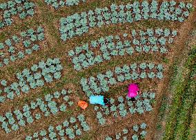 Cabbage Farmers In Sri Lanka