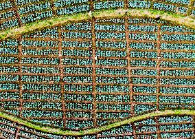 Cabbage Farmers In Sri Lanka