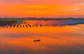 Fishery-solar Hybrid Project in Suqian