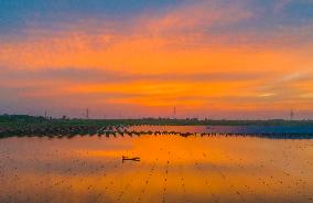 Fishery-solar Hybrid Project in Suqian