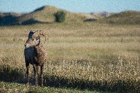 North American Big Horn Sheep