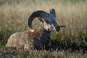 North American Big Horn Sheep