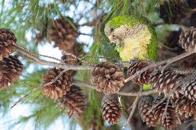 Monk Parakeets In Puglia, Italy