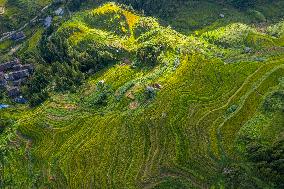 Terraced Fields in Congjiang