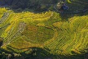 Terraced Fields in Congjiang