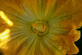 Cutting And Selling Flor De Calabaza (Squash Blossom) In Mexico