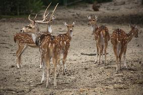 Cheetal Also Known As The Spotted Deer In Nepal.