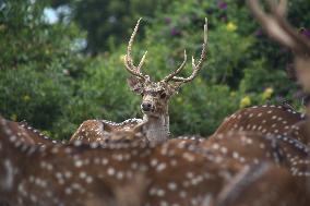 Cheetal Also Known As The Spotted Deer In Nepal.
