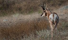 The Pronghorn