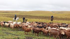 Police Escort Herdsmen Transfer Cattle And Sheep in Altay