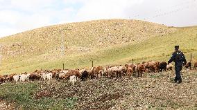 Police Escort Herdsmen Transfer Cattle And Sheep in Altay