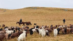 Police Escort Herdsmen Transfer Cattle And Sheep in Altay