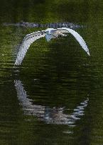Gret Egret