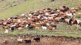 Police Escort Herdsmen Transfer Cattle And Sheep in Altay