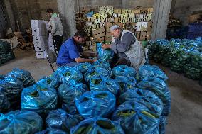 Palestinian Farmers Pick Vegetables In A Warehouse In Gaza Strip