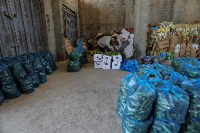 Palestinian Farmers Pick Vegetables In A Warehouse In Gaza Strip