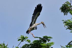 Wildlife In India